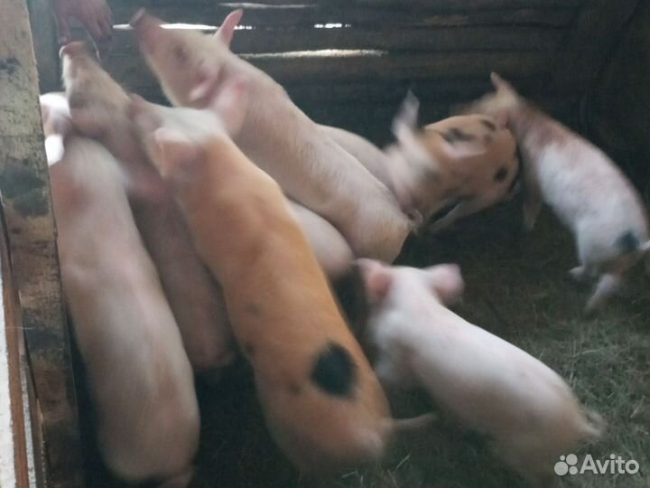 Поросята 1 месяц и 2 недели