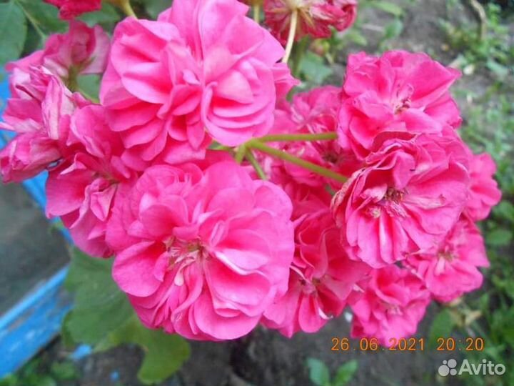 Пеларгонии сортовые