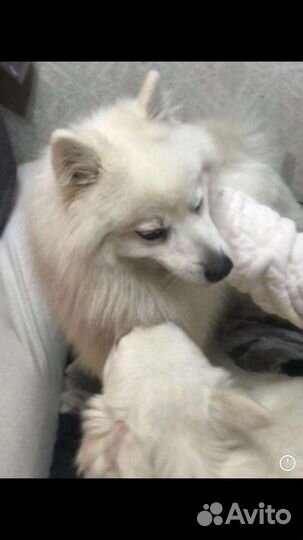 Японский шпиц щенки