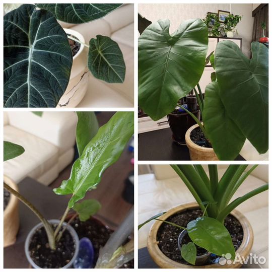 Алоказии детки