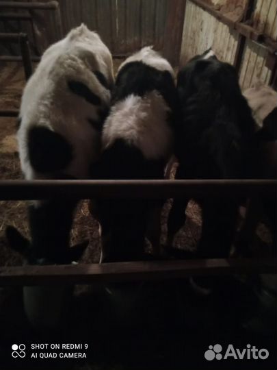 Домашние животные