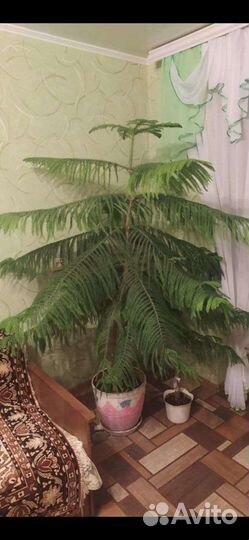 Араукария разнолистная