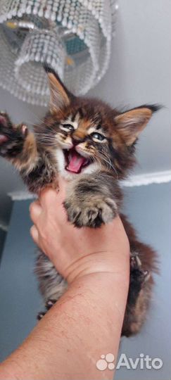 Драгоценный мейн кун