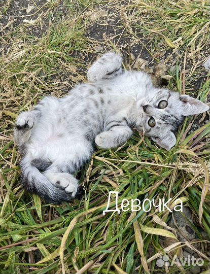 Котята в добрые руки 2 месяца