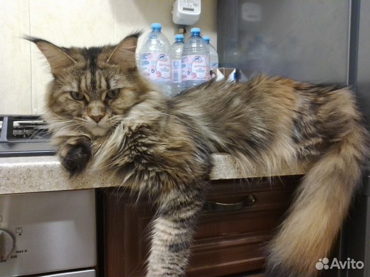 Мейн-кун девочка