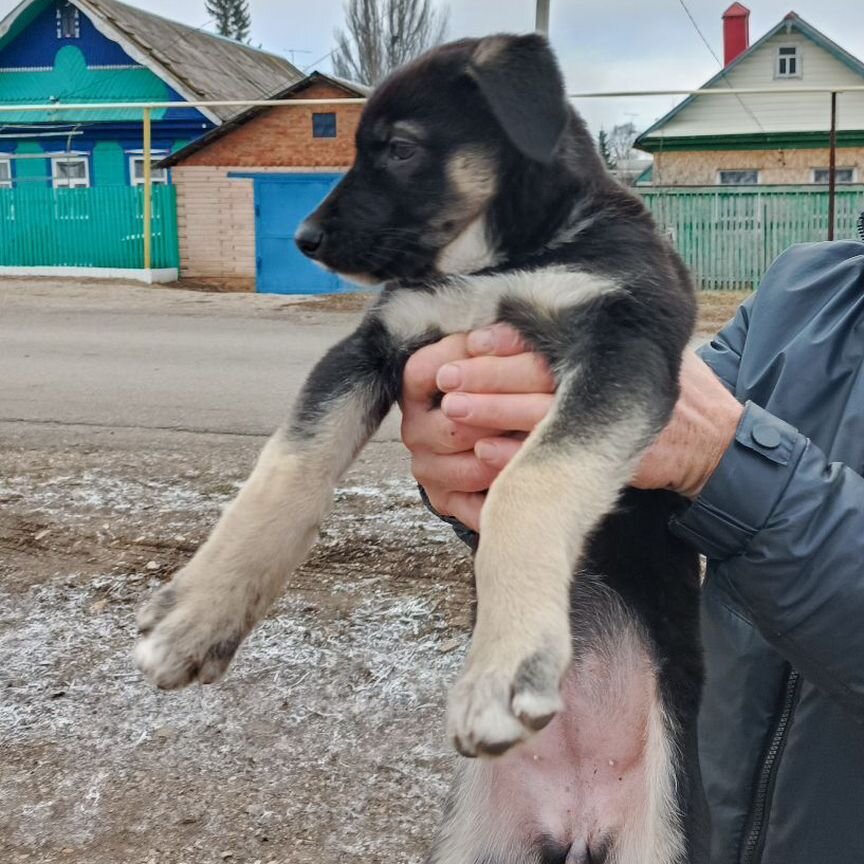 Щенок в добрые руки