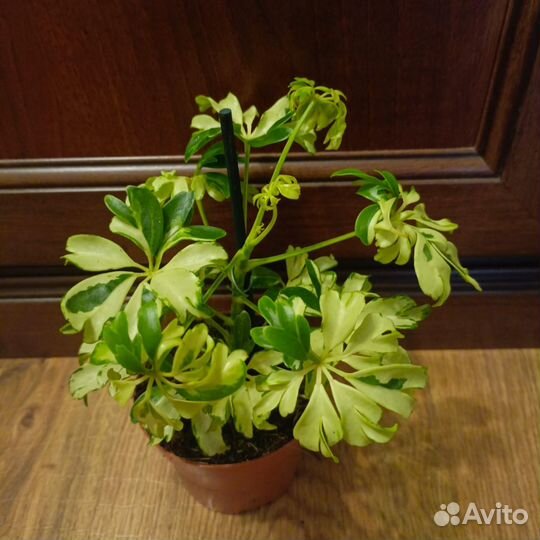 Шефлера жанин