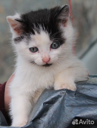 Котята