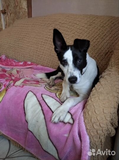 Сдобная Булка к вашему столу