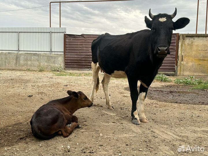 Корова с теленком
