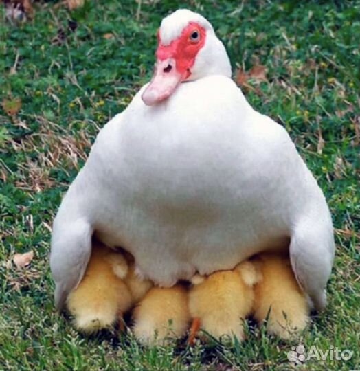 Суточные Утята Мускусные Белые ст-6