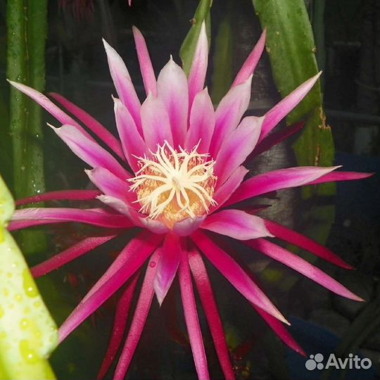 Питахайя Hana, Bruni,Cometa Galleya