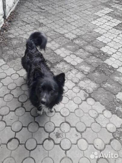 Домашняя передержка собак и кошек, присмотр 24/7