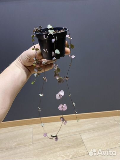 Церопедия Вуда