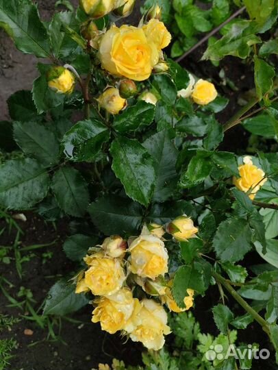 Лилейник и микро роза, мини роза