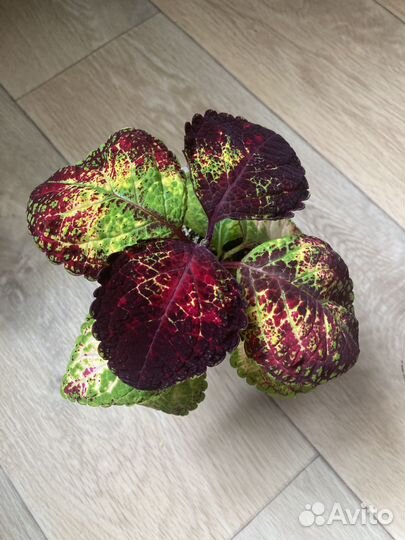 Колеус аватар