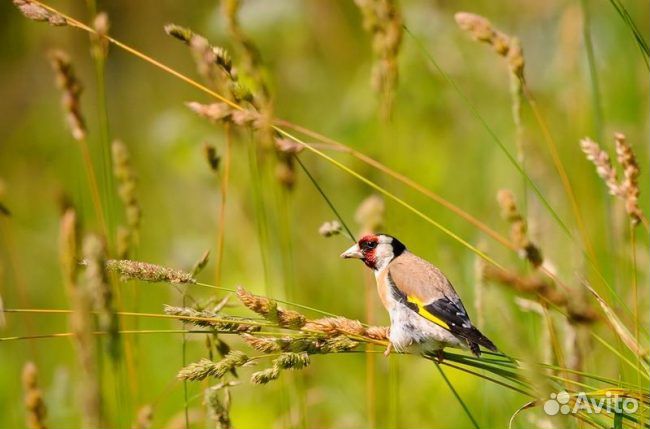 Молодые щеглы.зеленушки