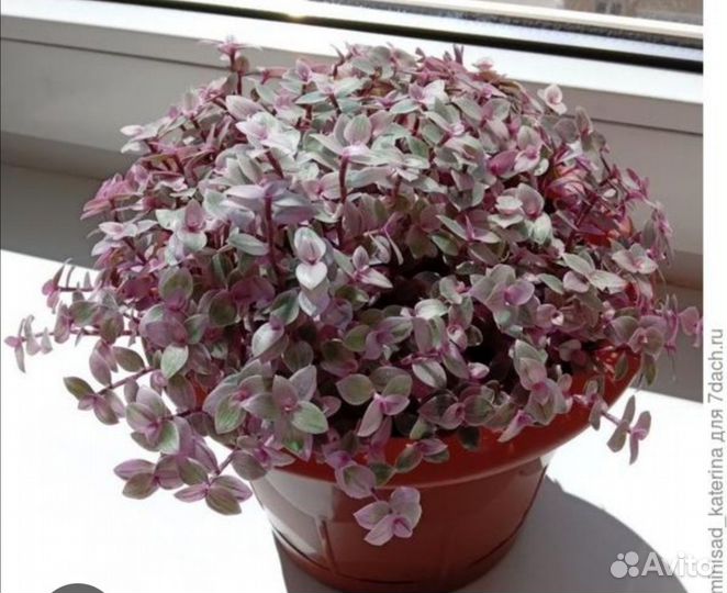 Комнатные цветы