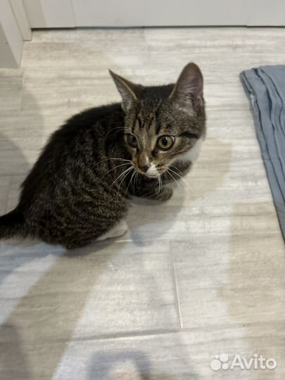 Котёнок ищет дом