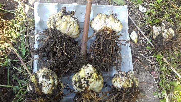 Луковицы лилии оптом