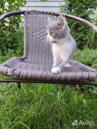 Отдам котенка