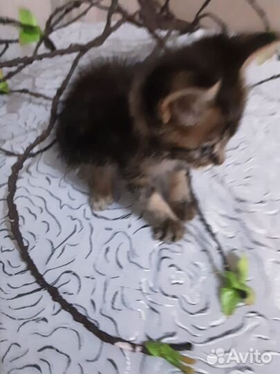 Пристраивается кроха-найденыш (мальчик)