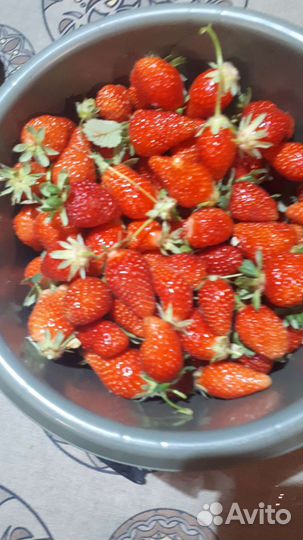 Саженцы малины,клубники ремонтантной