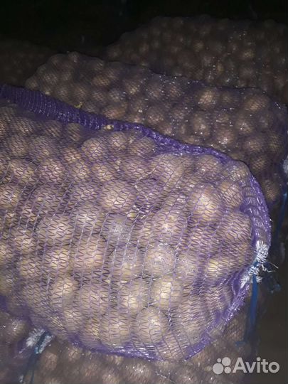 Крупный картофель гала