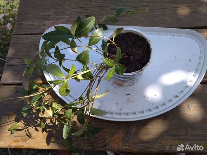 Барвинок синий