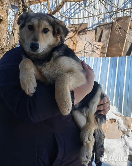 Щенок мальчик