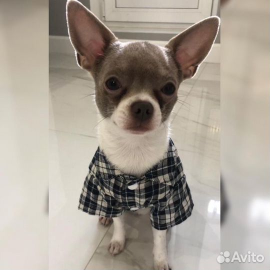 Вязка. Кобель голубого окраса ищет невесту