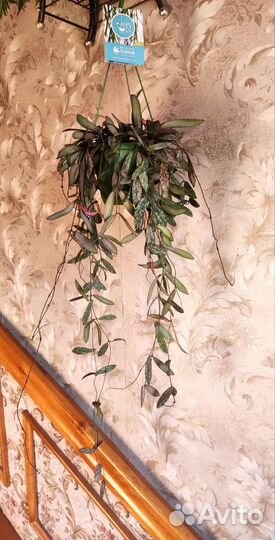 Хойя сигиталис