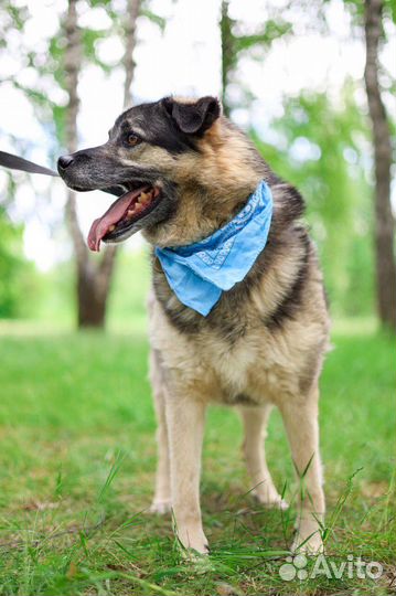 Восточноевропейская овчарка в добрые руки