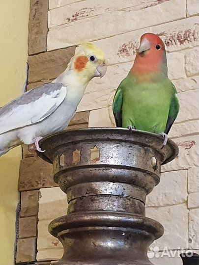 Попугай карелла ручной