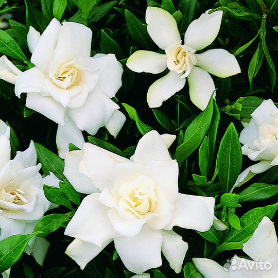 Компактные гардении