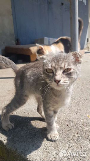 Котенок-девочка в добрые руки