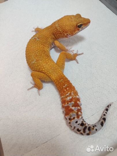 Эублевар (блад)