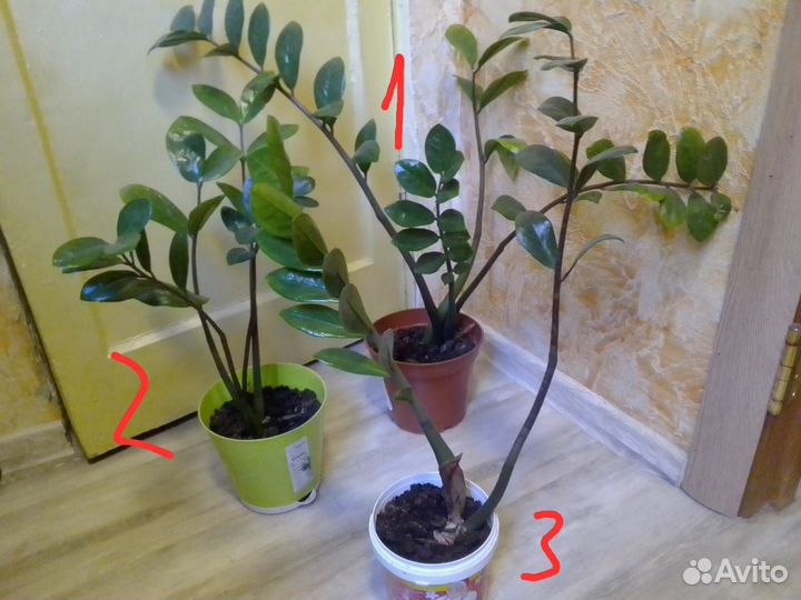 Замиокулькас