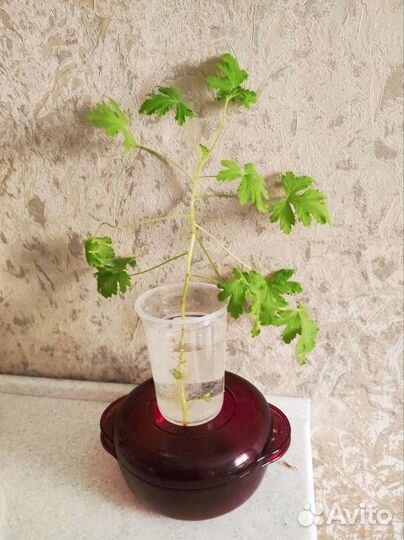 Герань душистая лечебная