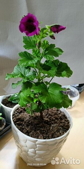 Королевская пеларгония