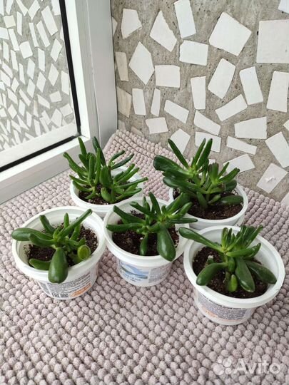 Крассула Коралл