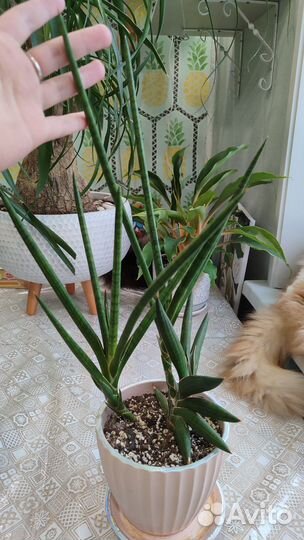 Сансевиерия Мотум Кения