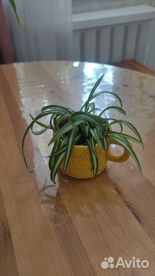 Хлорофитум кудрявый