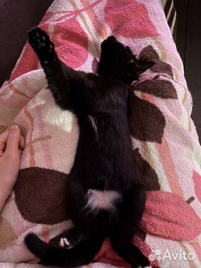 Котик ищет дом
