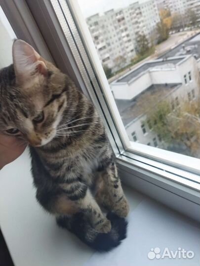 Молодая кошка в дар