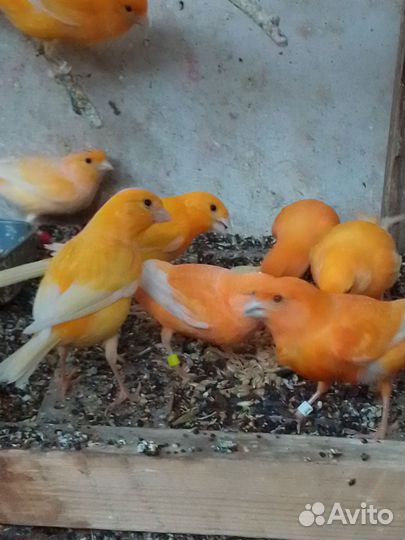 Кенара и канарейки