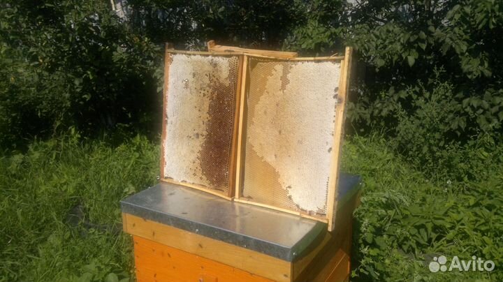 Мёд Маточное молочко Перга Прополис