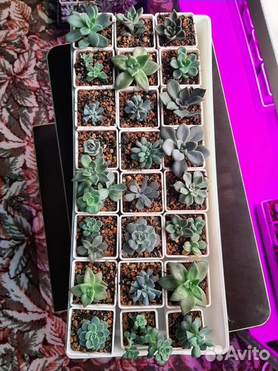 Суккуленты 3