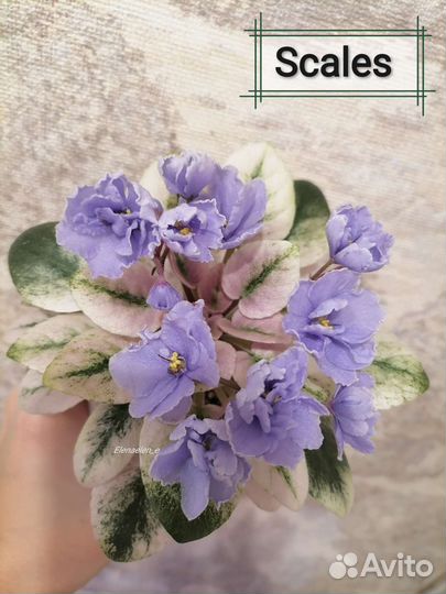 Фиалки сортовые полумини, мини, трейлеры