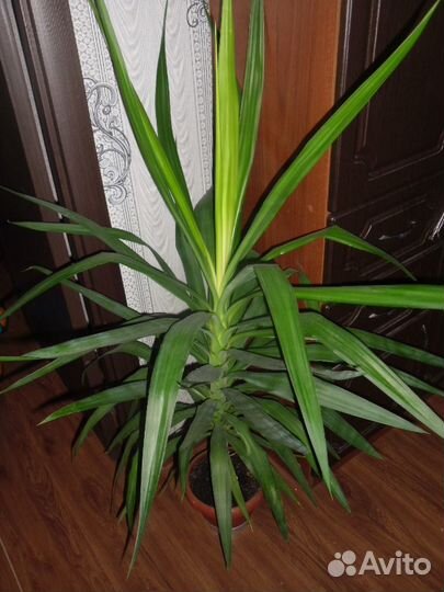 Пальма юкка